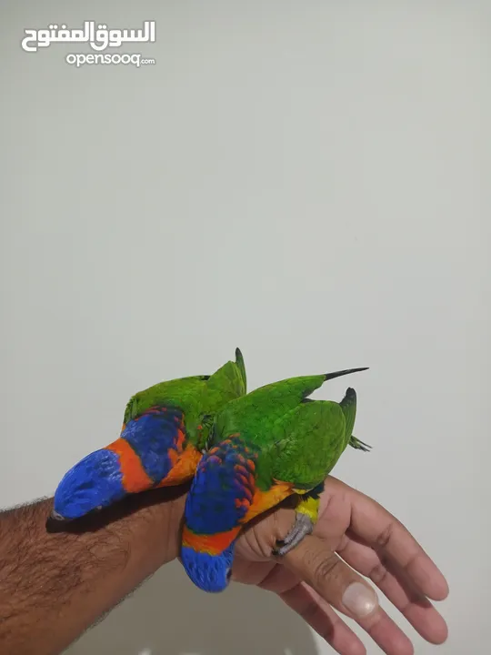 Rainbow lory hand tamed pair