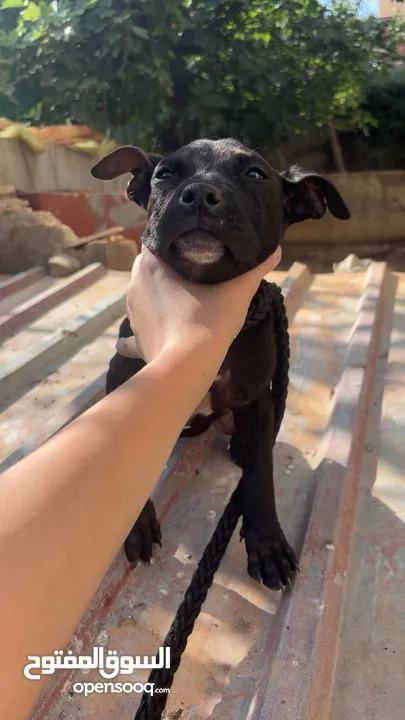 بيتبول بلاك نوز جروتين pitbull black nose puppies