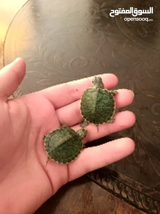سلاحف برمائية