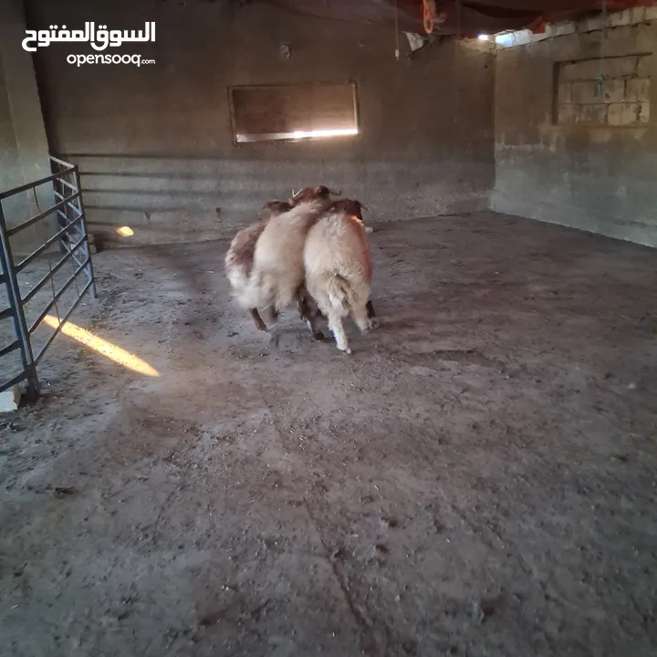 خرفان بلدي نذر او عقيقه للبيع وزن من 47 ل 50