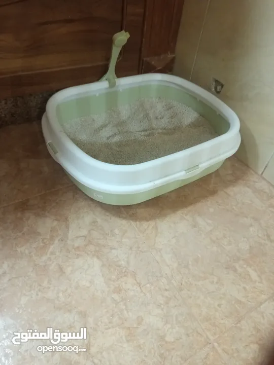 قط شيرازي ابيض واسود للبيع مع اغراضه