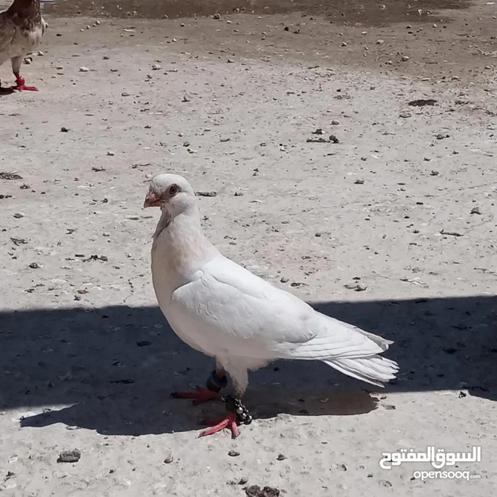 اربع فراخ للبيع بسعر حرق الحرق الحبة ب3 دنانير والبيع للكوم