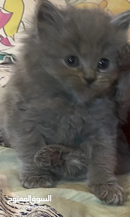 Persian short hair kitten