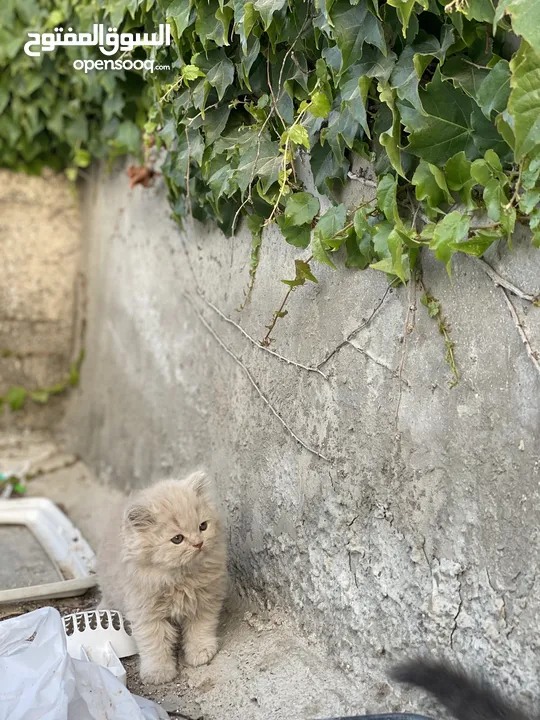 قطط ذكور واناث