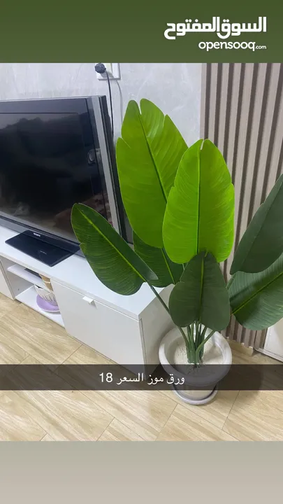 شجر زينه جديد للبيع اشكال واحجام مختلفه تصل لطول 2متر وتبدا اسعار من 5دينار ويوجد توصيل