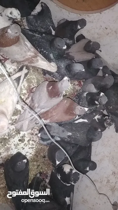 حمام بلدي وفيه جوز او جوزين مش بلدي البيع كوم وفيه اكم حبة صغار