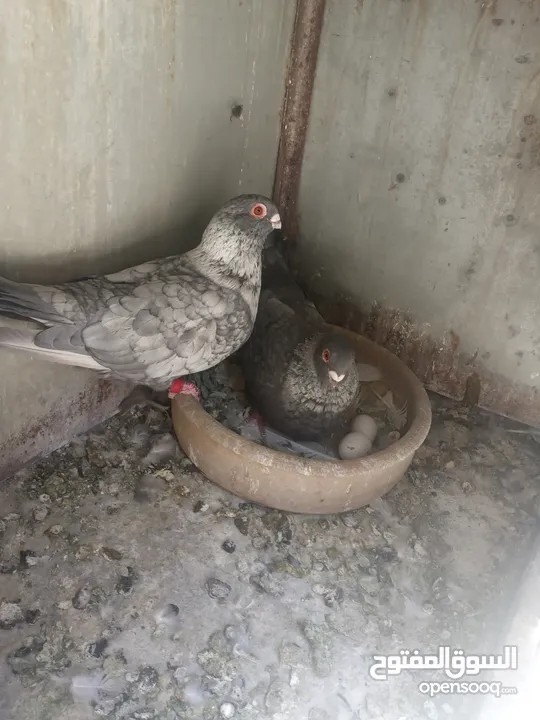 اربع جواز قراقطه حبات حلوة  شغالات