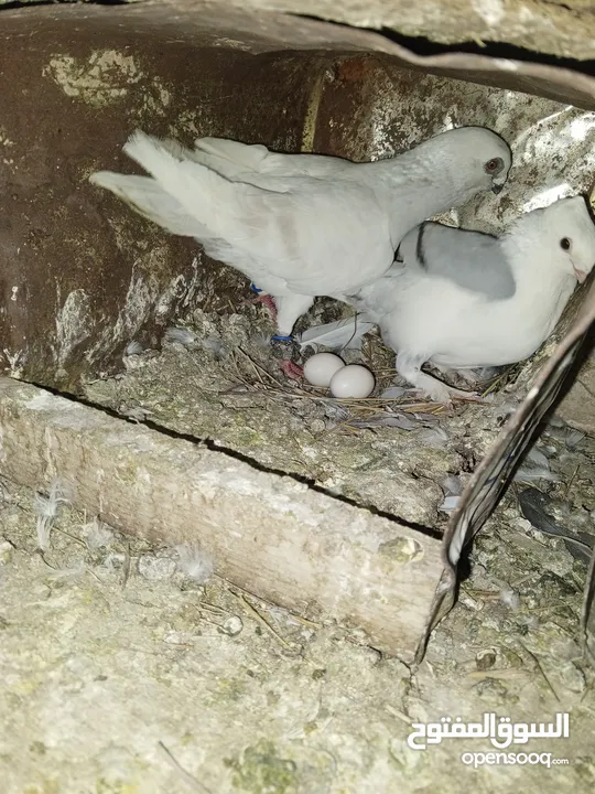 خم حمام اللبيع عشر جواز