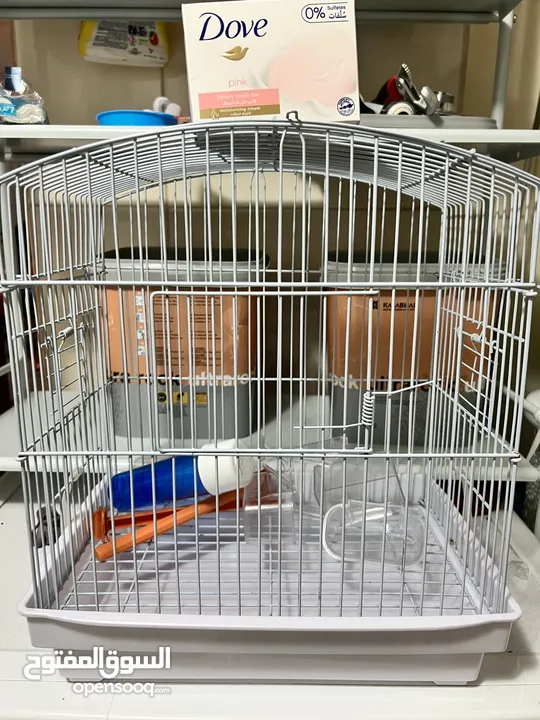 Cage birds or Rabbit