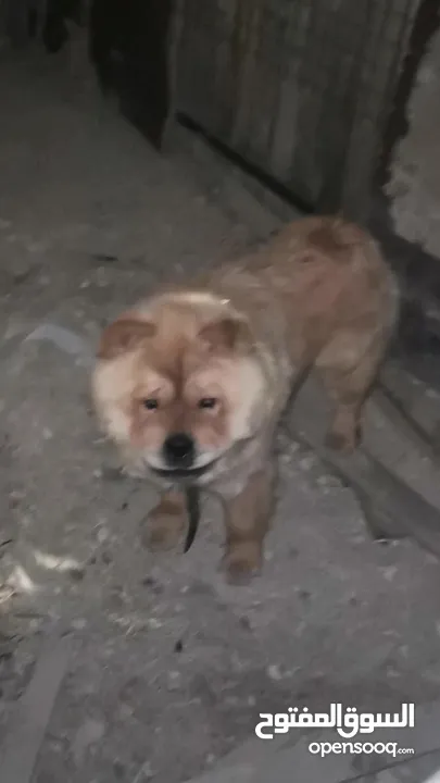 للبيع او البدل ع مالينو انثى