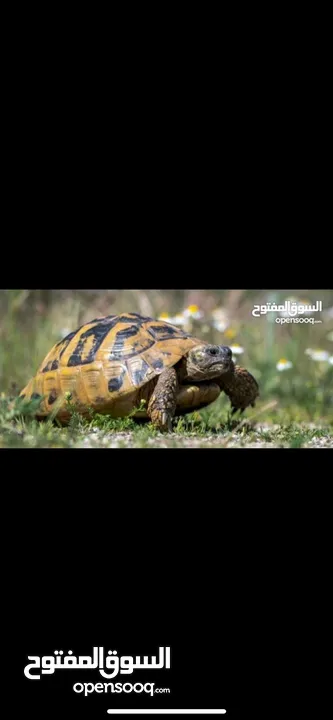 سلحفاة برية تربيه منزل