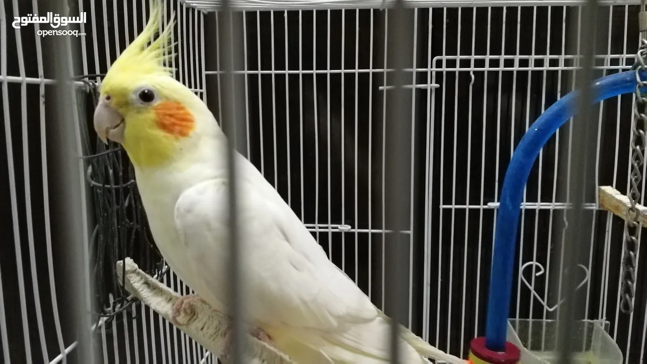 Male Cocktail bird urgent