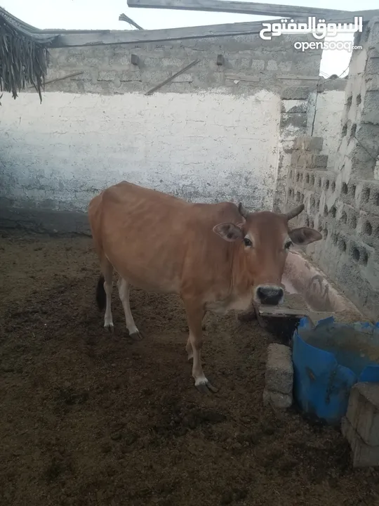 cow for sale