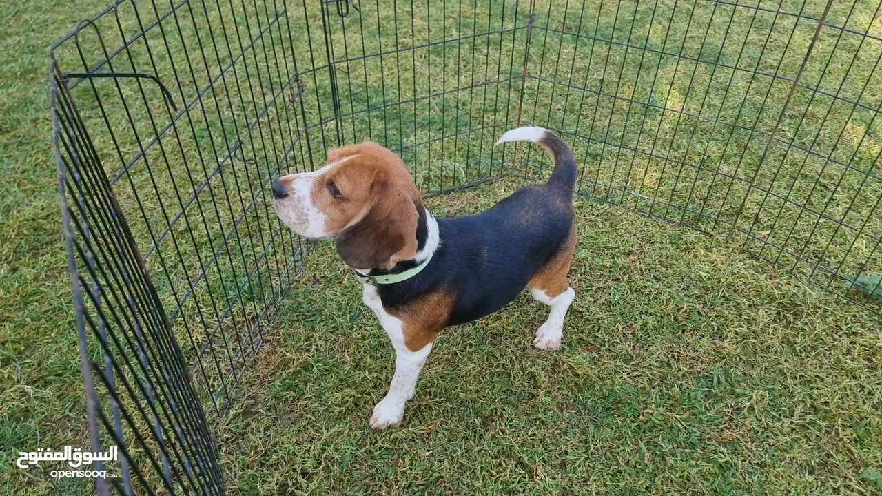 Beagle Adult Female
