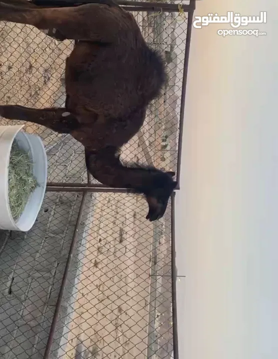 جعود للبيع في ثمريت للتواصل خاص