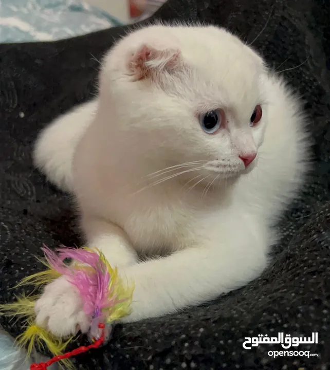 سكوتش فولد
