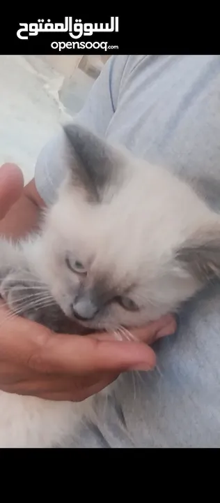 قط سيامي للبيع ال قط حله بكثير من البصورا عمرشهرين