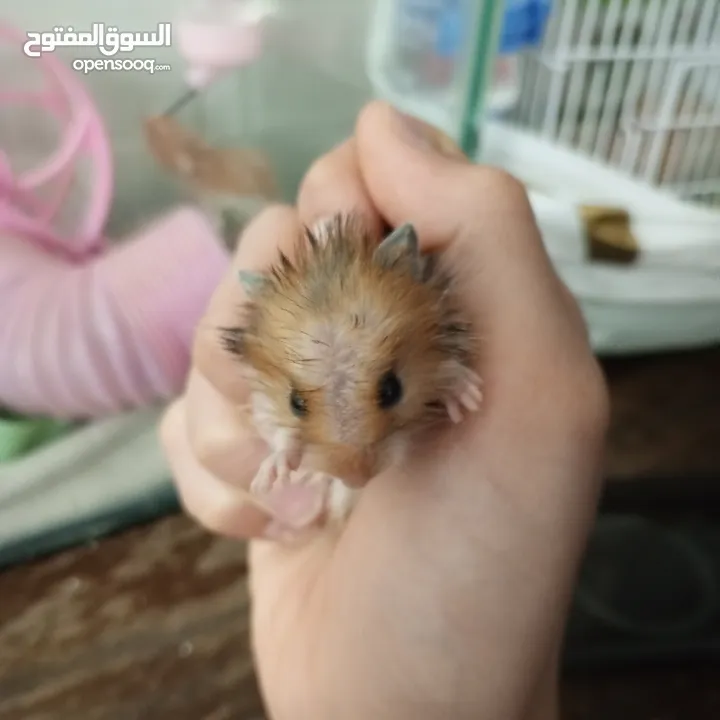 هامستر اللونغ هير و شورت هير عدد 4 عمر شهر للبيع  سعر الواحد 6 الجوز 10