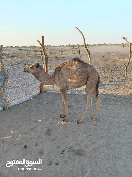 قعود مفرود من تحت امه للبيع