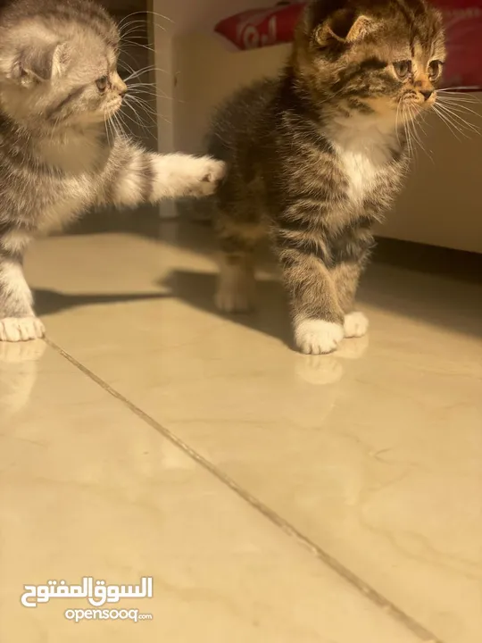 Kitten Scottish Fold Pure