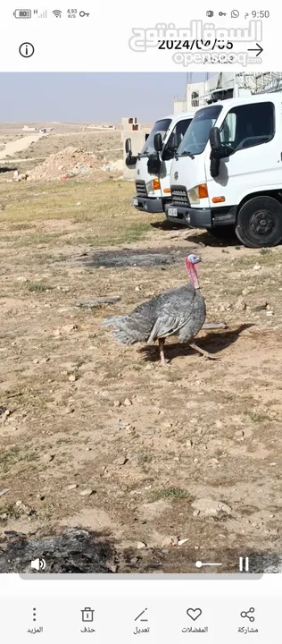 اربع حبشات أحمر تركي وديك ازرق اصلي كلو راقد على بيض حبش اصلي وحداي فكسات تحتيه 6 صيصان حبش سعر180