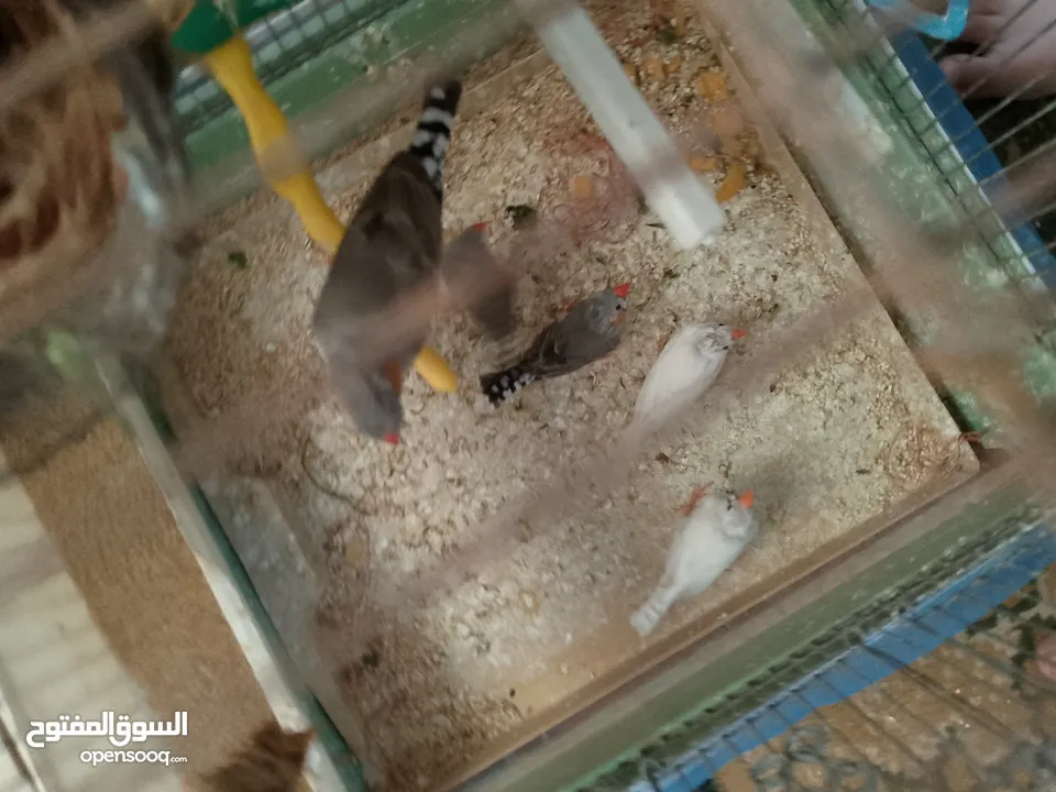 طيور فنقز للبيع