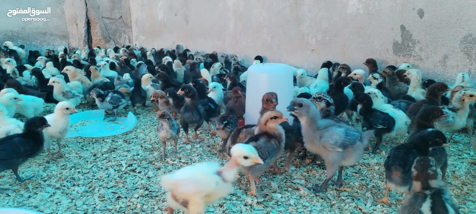 موجود صيصان بلدي بكميات