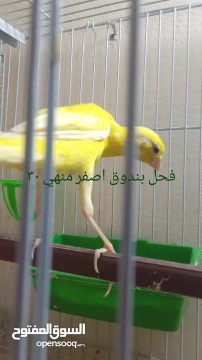 التفاصيل في الصور