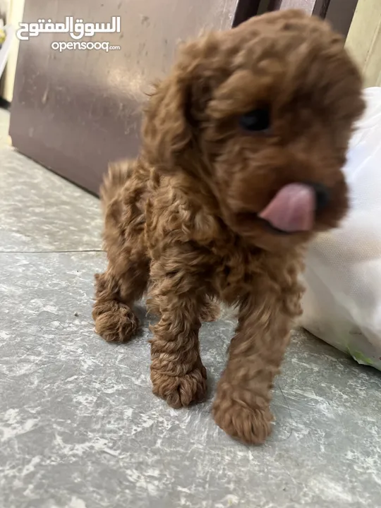 Miniature poodle