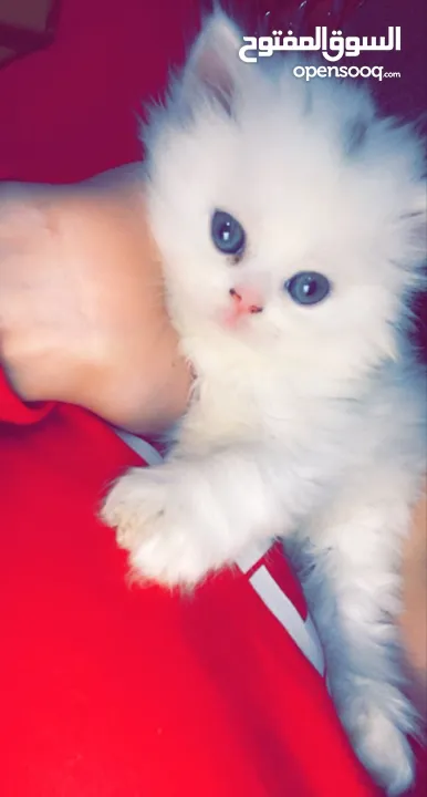 شيرازي  ابيض