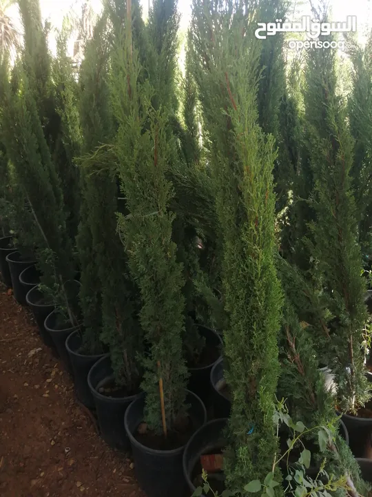 مشاتل المملكة الزراعية لتنسيق الحدائق