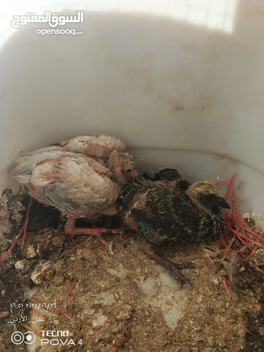 كوم 30 حبة تنضيف سطح جواز فحول طواير فراخ