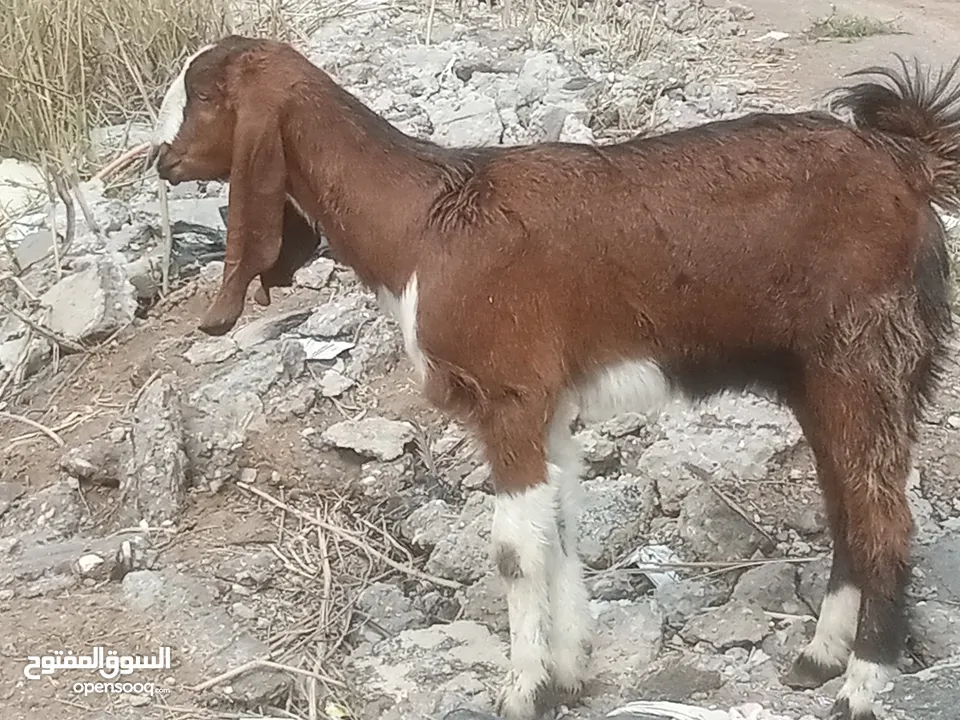 ماعز للبيع العدد 2افغانيات يفره وفحل ابي الخصيب حمدان    ب500