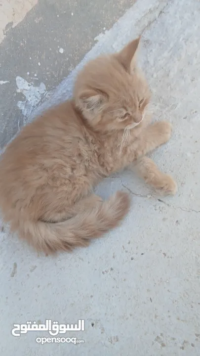 قط بعمر شهرين صغير لعلوب الاب شيرازي والام عاديه بعيون عسليات