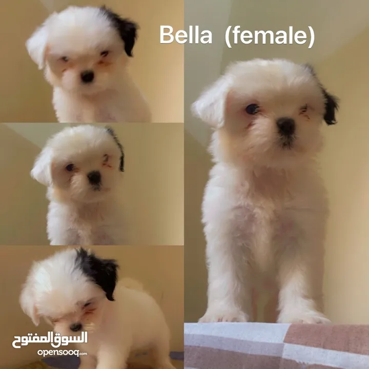 Shih Tzu puppies looking for new home