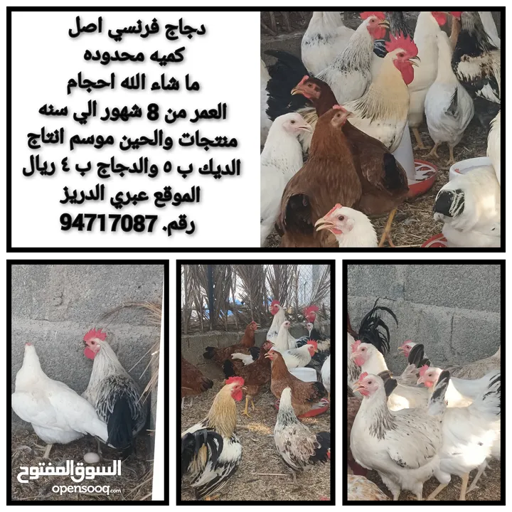 طيور متنوعه  دجاج و حبشي