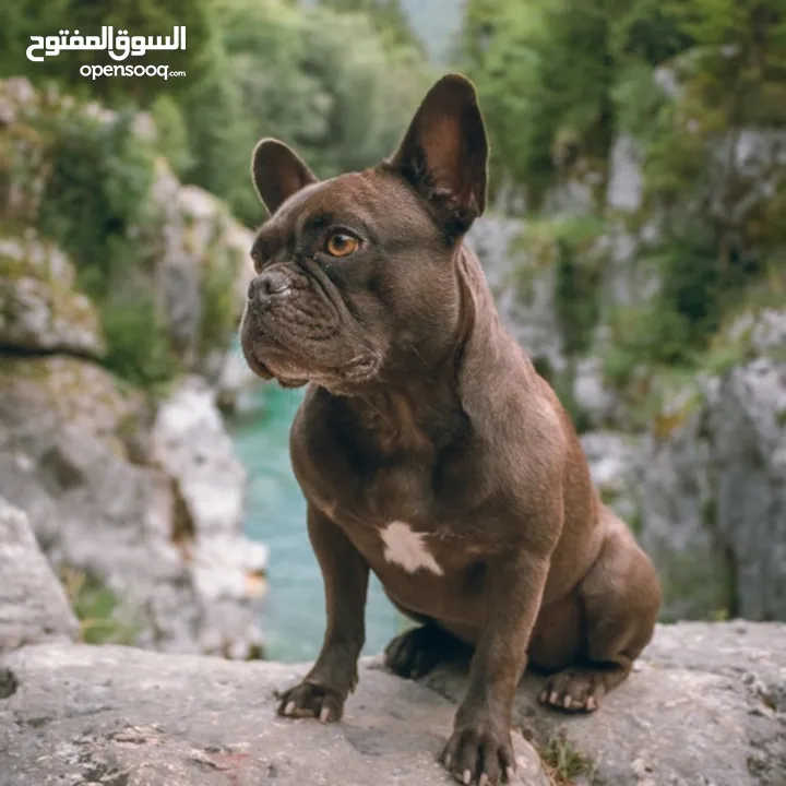 Pure French bulldog for sale