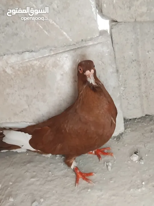 حمامي مسود احمر