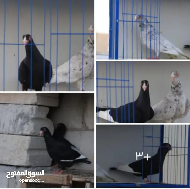 جواز مسويد سود نظاف ماكينه للبيع بحاله جيدة و بسعر جيد