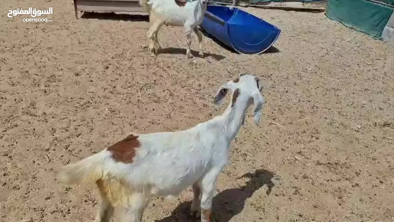 ماعز ومعزه محلى خالى من الأمراض