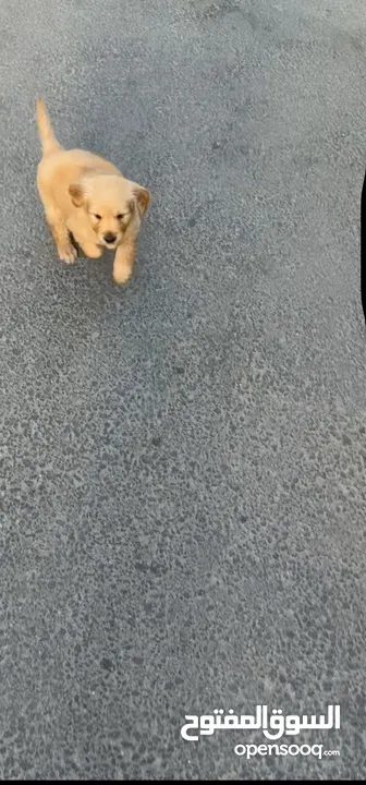 puppy Golden Retriever جرو جولدن رتريفر