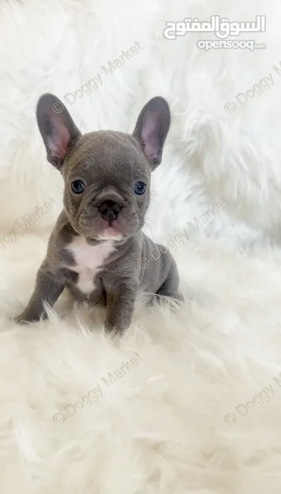 Female French Bulldog