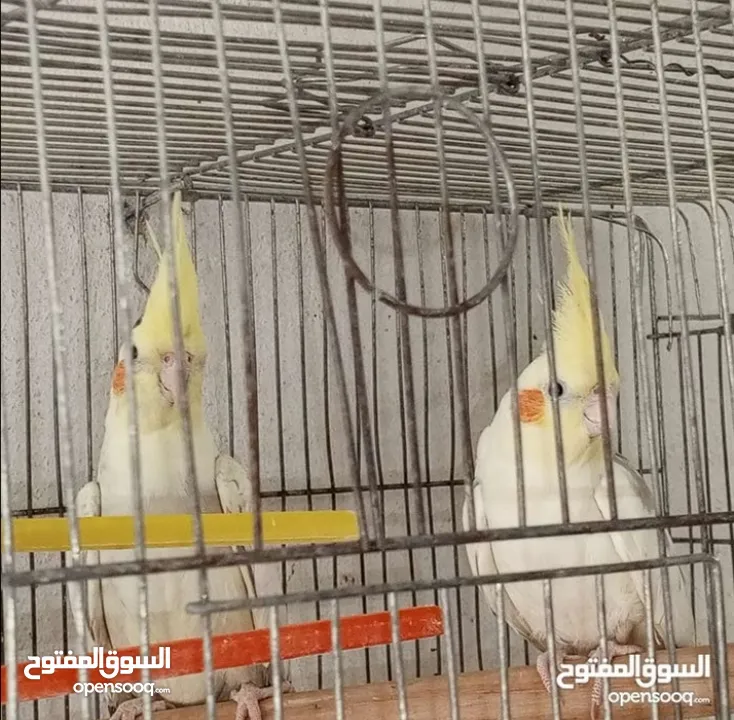جوز كوكتيل لاتينو منتج اهالي فراخ تحتو 5 بيضات ولسى ما كمل بيض