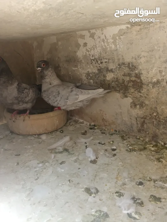 اربع جواز قراقطه حبات حلوة  شغالات