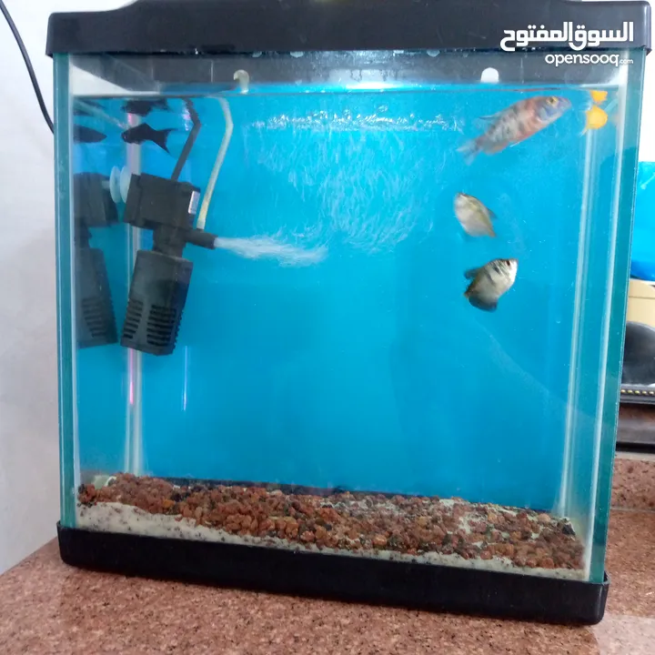 حوض سمك للبيع