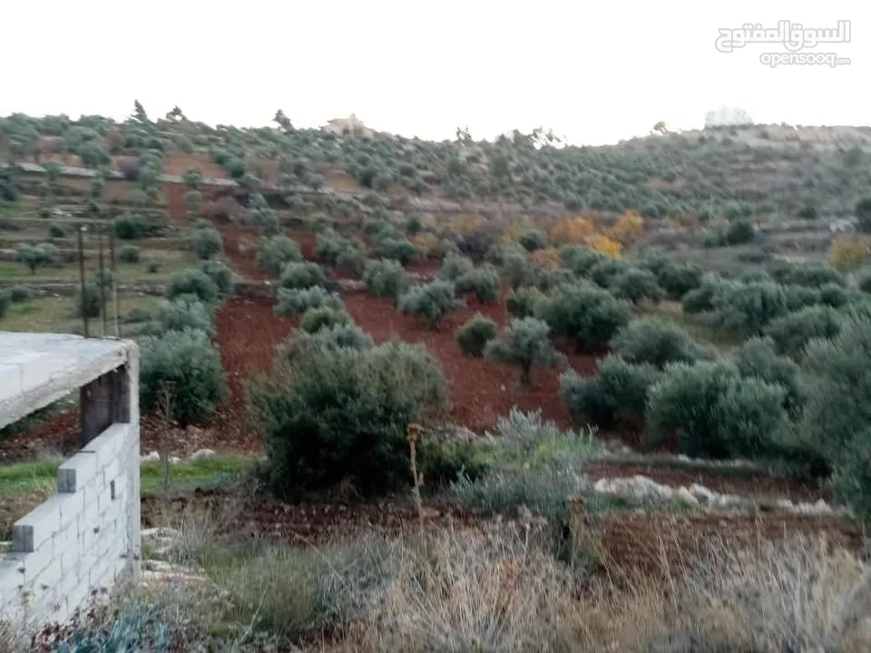 الارض مساحتها 6دونمات مفروزات بقوشان لحاله وأصلها كافة الخدمات واجهه على شارع 45متر فيها 76شجرة