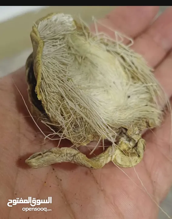 صرة مسك غزال اصلي نادر