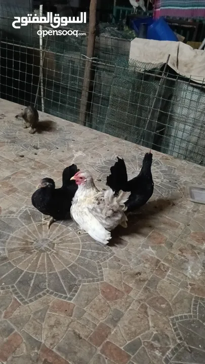 دجاج حب حب صيني