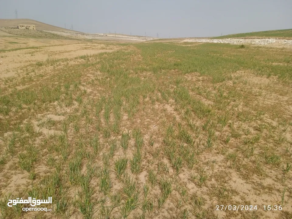 الذره جنوب عمان  ثلاث دنمات واربع مئة متر