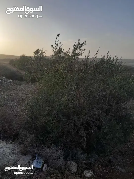 ارض زيتون للبيع في خلة ابو سليمان